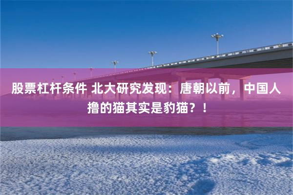 股票杠杆条件 北大研究发现：唐朝以前，中国人撸的猫其实是豹猫？！