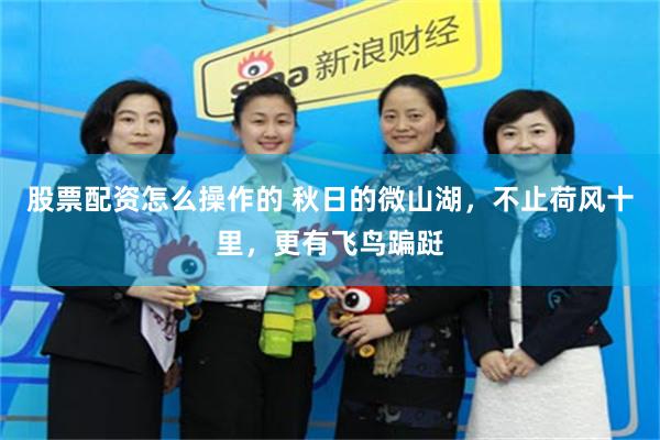 股票配资怎么操作的 秋日的微山湖，不止荷风十里，更有飞鸟蹁跹